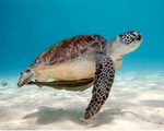 Load image into Gallery viewer, Green Sea Turtle - DIY Paint by Numbers
