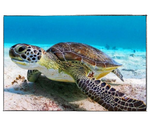 Load image into Gallery viewer, Blue Marble Sea Turtle - DIY Paint by Numbers
