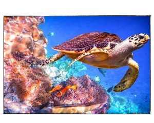 Coral Reefs Turtle - DIY Paint by Numbers
