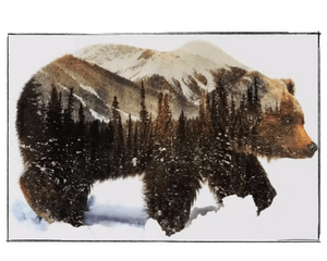 Bear In Woods - DIY Paint by Numbers