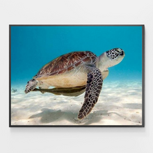 Load image into Gallery viewer, Green Sea Turtle - DIY Paint by Numbers
